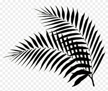 Palm Leaves - Black And White Palm Leaf Png