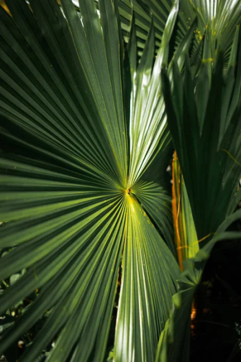 Palm leaves Livistona, close-up, background Palm leaves Livistona, close-up, background