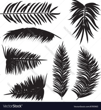 Palm Leaves Silhouette2 vector image