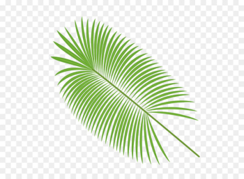 Palm leaves vector material 