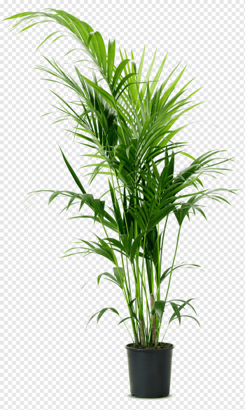 palm plant, Howea forsteriana Houseplant Flowerpot Chamaedorea elegans, palm plants, palm Tree, plant Stem, grass png