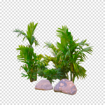 palm plants png image transparent background – Download Png