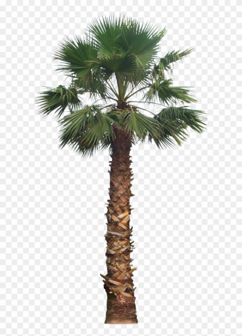 Palm Png Transparent Image - Date Palm Tree