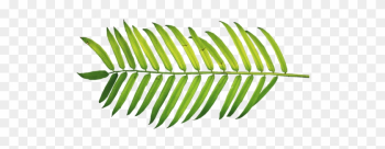 Palm Sunday Willow Chicago Blog - Palm Leaf Palm Sunday
