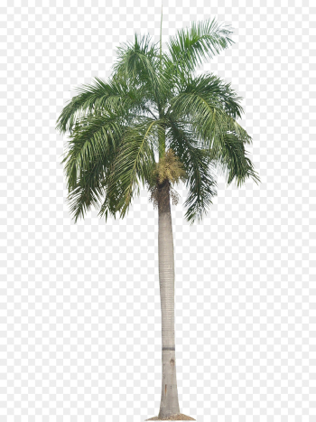 Palm tree Palm tree