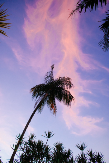 Palm Tree Palm Tree