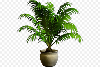 Palm tree Palm tree