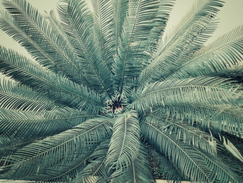 Palm Tree Palm Tree