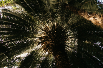 Palm Tree Palm Tree