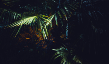 Palm Tree Palm Tree
