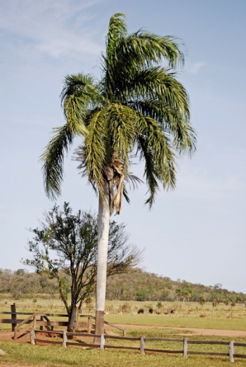 Palm Tree Palm Tree