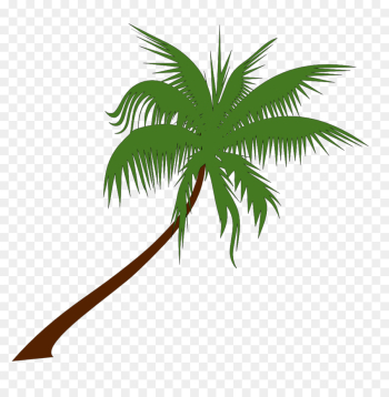 Palm tree Palm tree