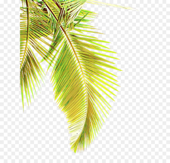 Palm tree Palm tree