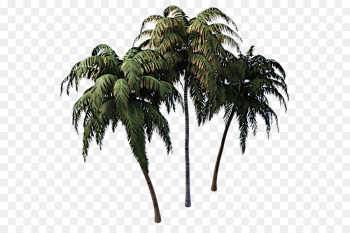 Palm tree Palm tree