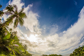 Palm Tree Palm Tree