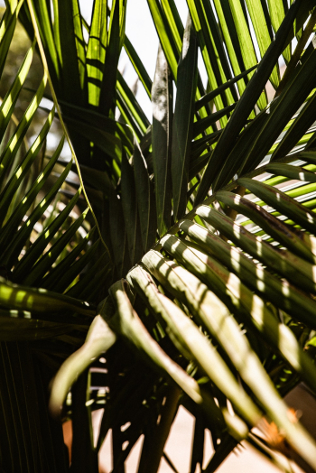 Palm Tree Palm Tree