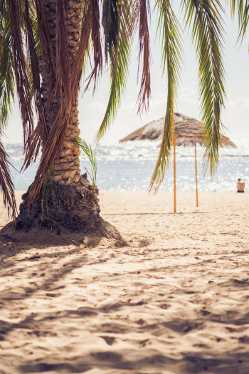 Palm Tree by the Shore