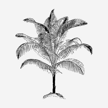 Palm tree drawing, botanical vintage | Free Photo - rawpixel Palm tree drawing, botanical vintage | Free Photo - rawpixel