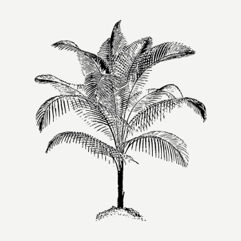 Palm tree drawing, botanical vintage | Free PSD - rawpixel Palm tree drawing, botanical vintage | Free PSD - rawpixel
