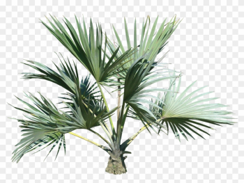 Palm Tree Eleven - Palm Tree Top Png