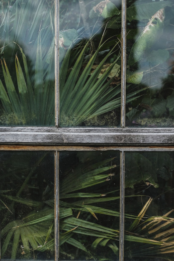 Palm tree in a greenhouse. | Free Photo - rawpixel