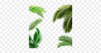 Palm Tree Leaf, Palm Tree Leaf, Palm Tree Transparent - Palm Tree Leaf Png