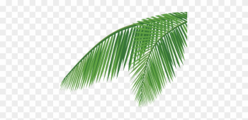 Palm Tree Leaf Png Home About Us Products Quality Csr - Coconut Leaves Vector Png