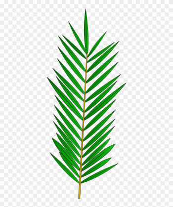 Palm Tree Leaf Template - Palm Tree Leaf Template