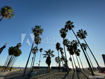 palm tree on the beach