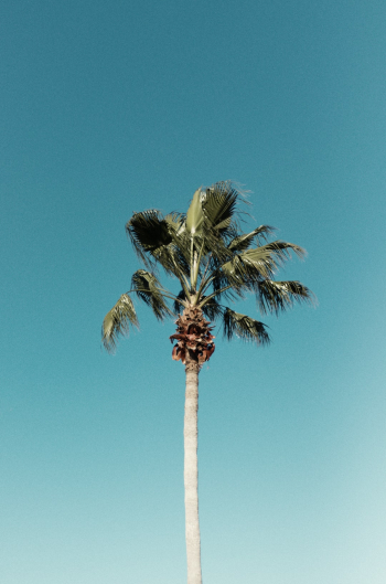 Palm tree photographed in Miami Florida Palm tree photographed in Miami Florida