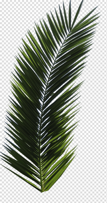 Palm Tree Png
