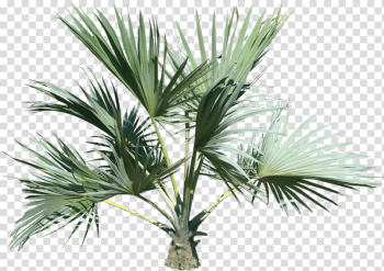 Palm Tree Png