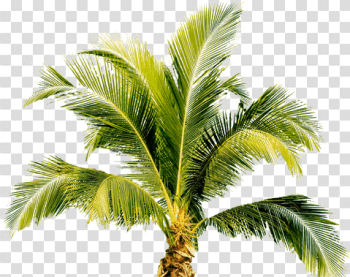 Palm Tree Png