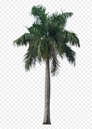 Palm Tree Png Photo Image - Royal Palm Tree Png