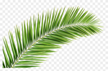 Palm Tree Png Transparent Images Free Donwload - Palm Tree Leaf Png