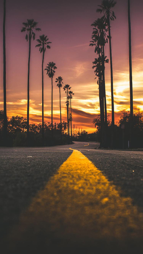 Palm Tree Sunset Road iPhone Wallpaper | iPhone and Android ...