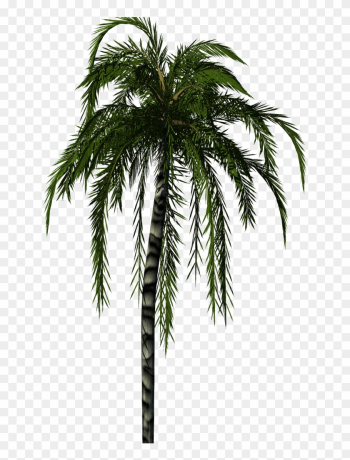 Palm Tree Texture Png - Palm Tree Render Png