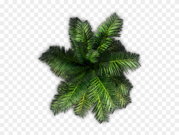 Palm Tree Top View Png With Plants Top View Png - Palm Tree Top View Png