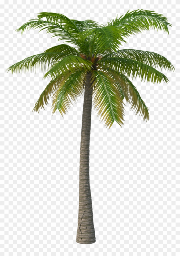 Palm Tree Transparent Background Image Free Png Images - Palm Tree Png