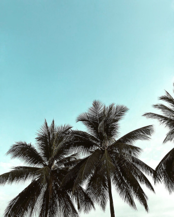 Palm Trees