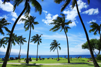Palm trees at beautiful tropical beach in Hawaii