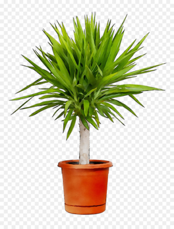 Palm trees Chamaerops humilis Houseplant Areca palm Plantas de Interior Resistentes -  
