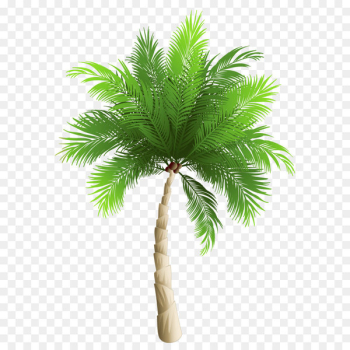 Palm trees Date palm Phoenix canariensis Coconut - Palm Tree PNG Clipart Image 