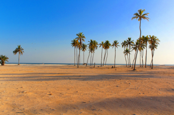 Palm Trees during sunset in Hafa beach at Salalah, Sultanate of Oman. 