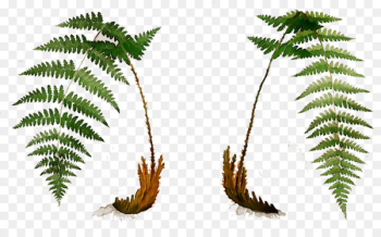 Palm trees Fern Leaf Plant stem Terrestrial plant -  