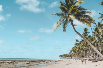 palm trees on beach