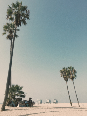 Palm Trees on Beach