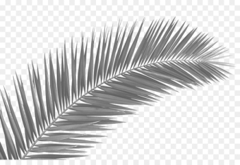 Palm trees Palm-leaf manuscript Clip art Frond - leaf Palm trees Palm-leaf manuscript Clip art Frond - leaf