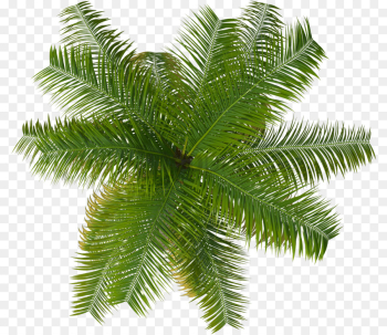 Palm Trees, Tree, Plants, Yellow Fir PNG