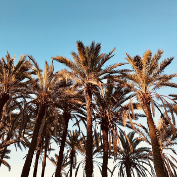 Palm Trees Under Blue Calm Sky Palm Trees Under Blue Calm Sky